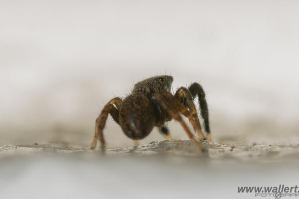 White-Palped jumping spider male (Signalhoppspindel hane)