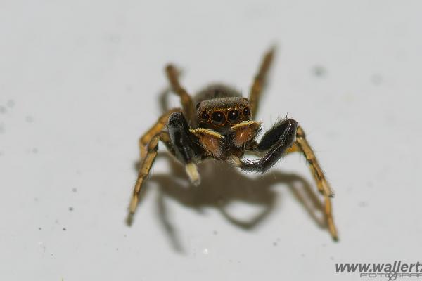 White-Palped jumping spider male (Signalhoppspindel hane)