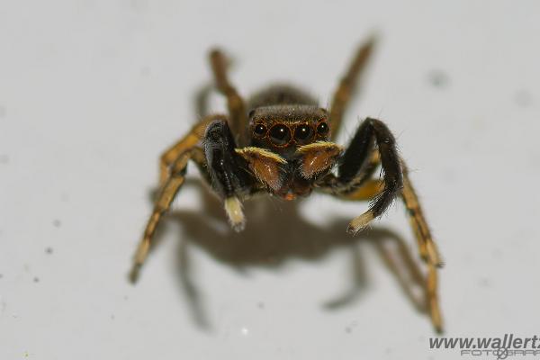 White-Palped jumping spider male (Signalhoppspindel hane)