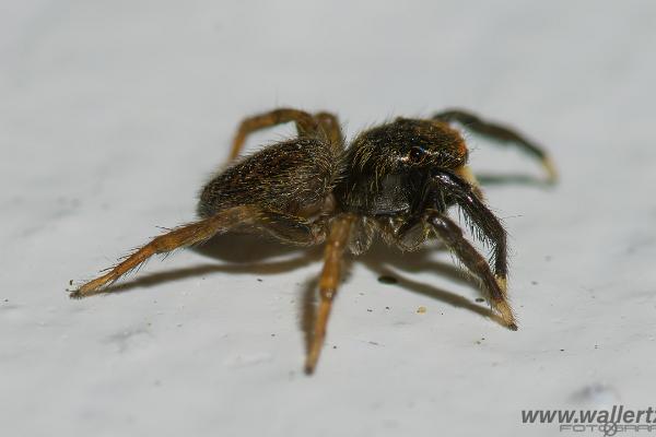 White-Palped jumping spider male (Signalhoppspindel hane)