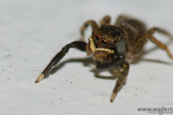 White-Palped jumping spider male (Signalhoppspindel hane)