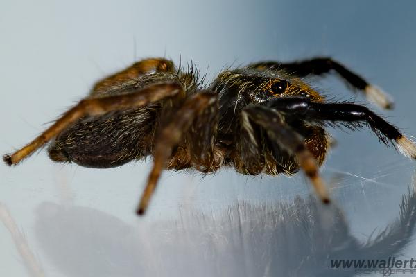 White-Palped jumping spider male (Signalhoppspindel hane)