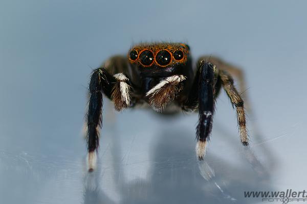 White-Palped jumping spider male (Signalhoppspindel hane)