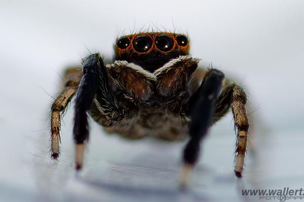 White-Palped jumping spider male (Signalhoppspindel hane)