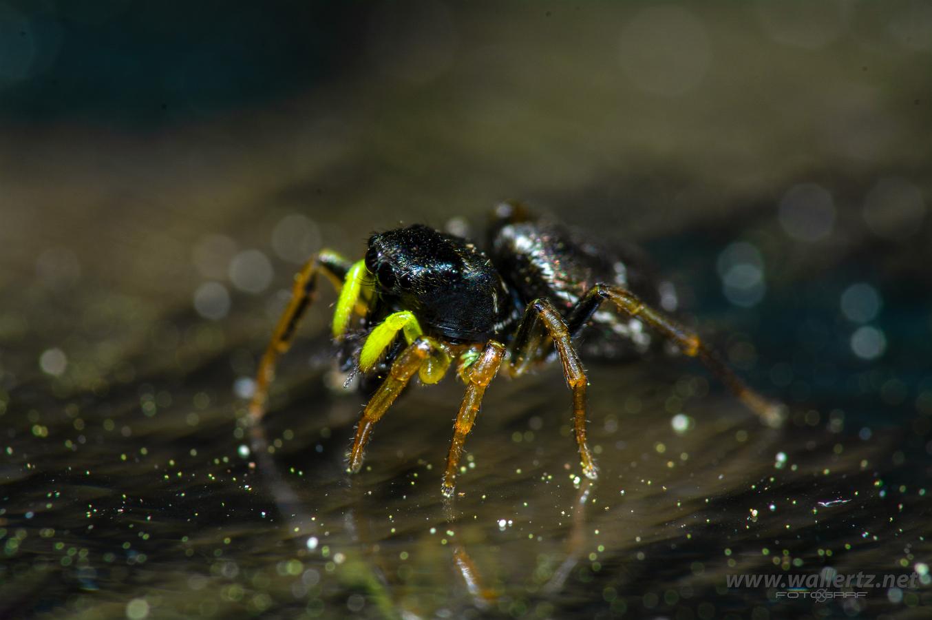 Copper sun jumper (Kopparhoppspindel) Heliophanus cupreus