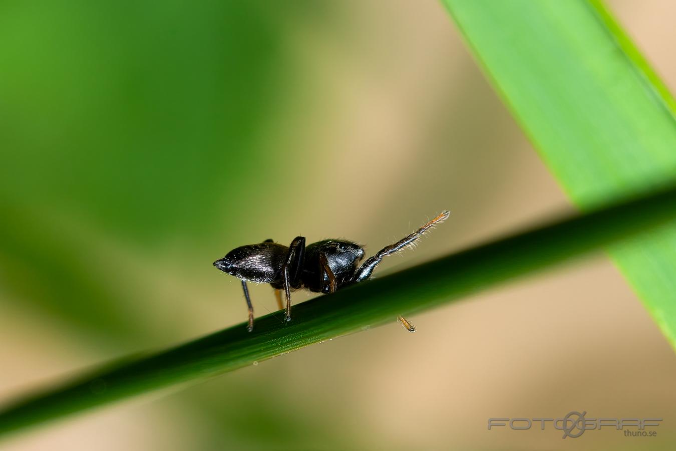 Copper sun jumper (Kopparhoppspindel) male Heliophanus cupreus