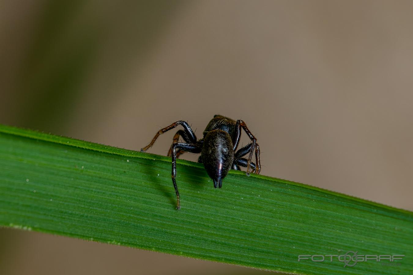 Copper sun jumper (Kopparhoppspindel) male Heliophanus cupreus