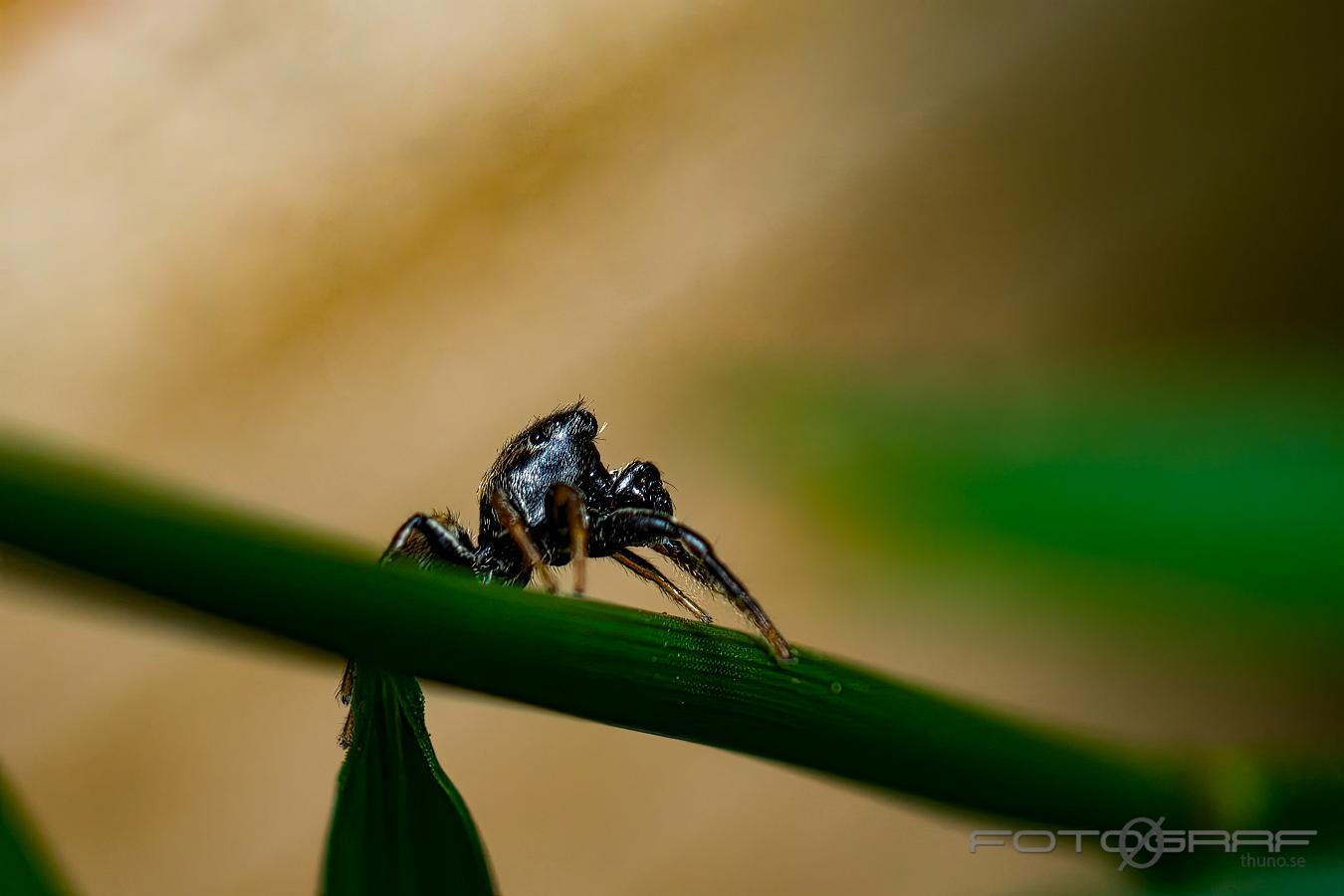 Copper sun jumper (Kopparhoppspindel) male Heliophanus cupreus