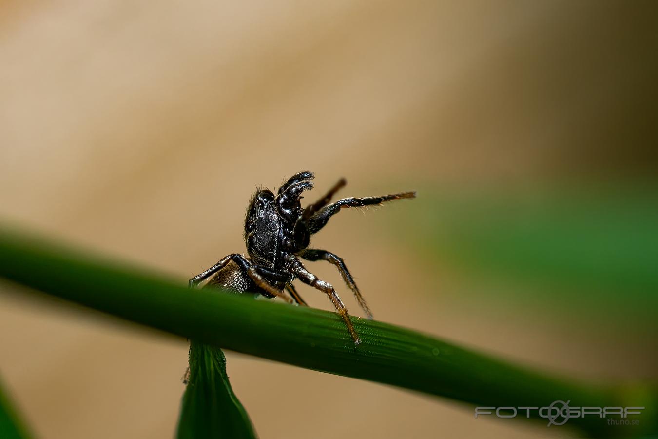 Copper sun jumper (Kopparhoppspindel) male Heliophanus cupreus