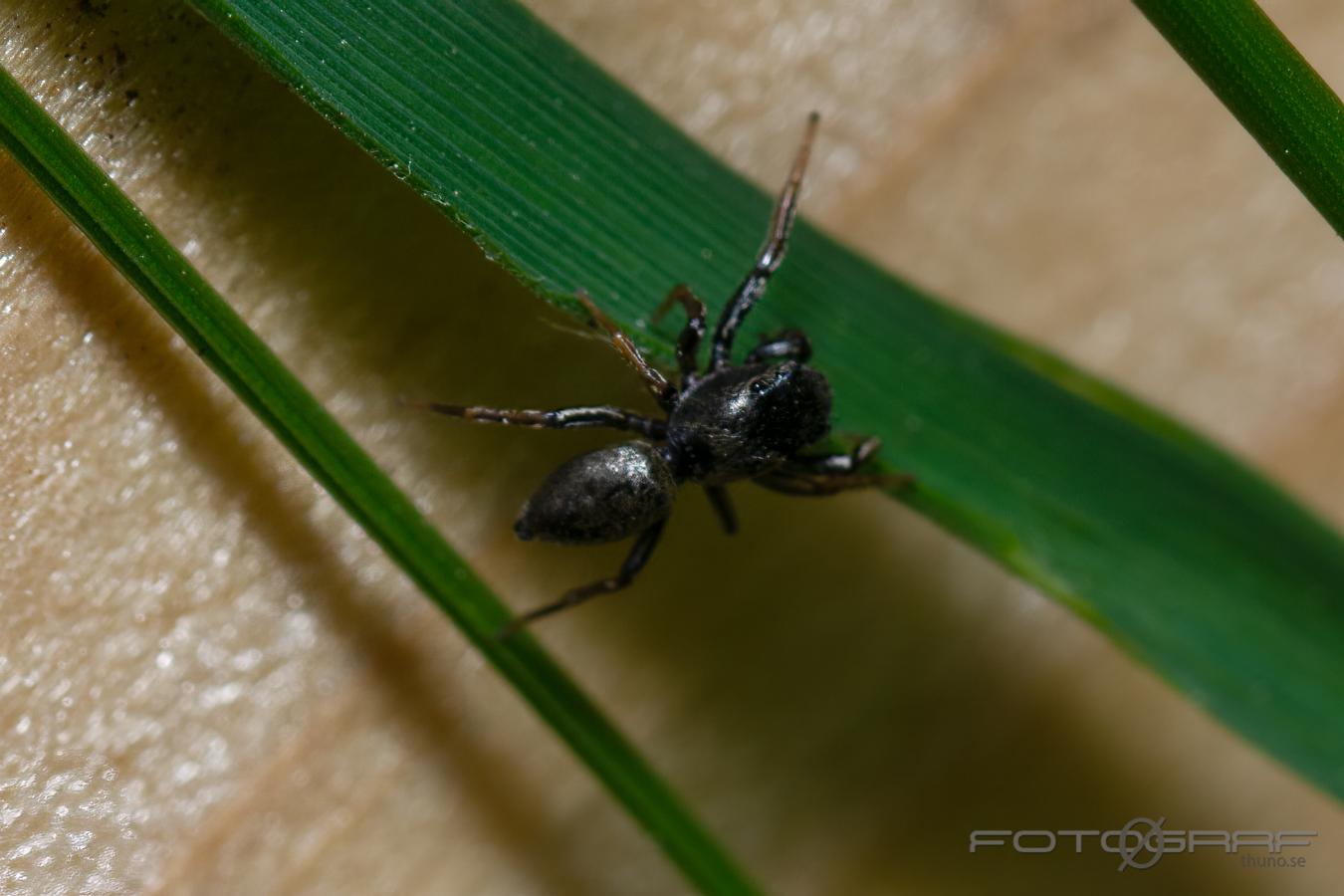 Copper sun jumper (Kopparhoppspindel) male Heliophanus cupreus