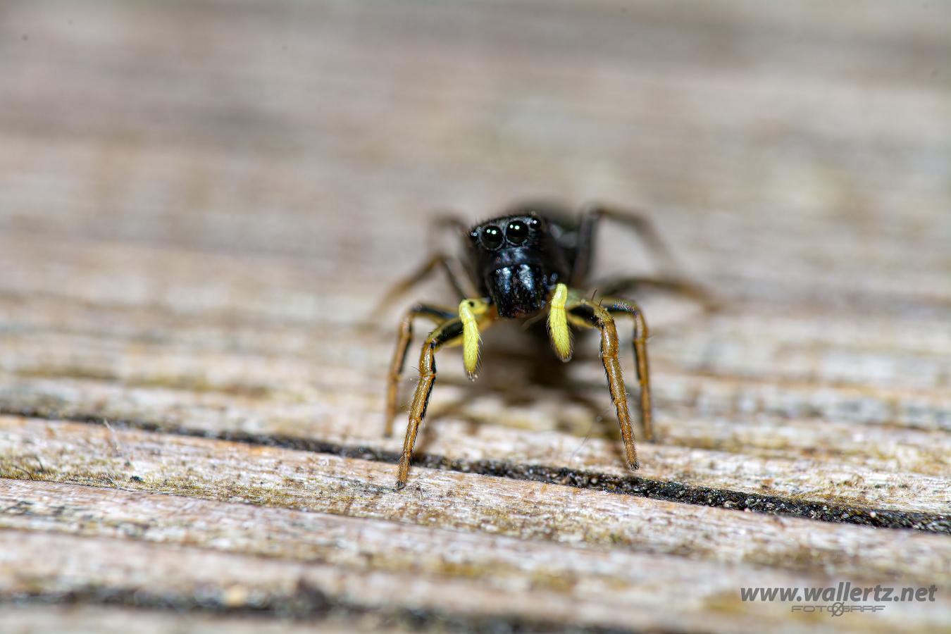 Copper sun jumper (Kopparhoppspindel) Heliophanus cupreus