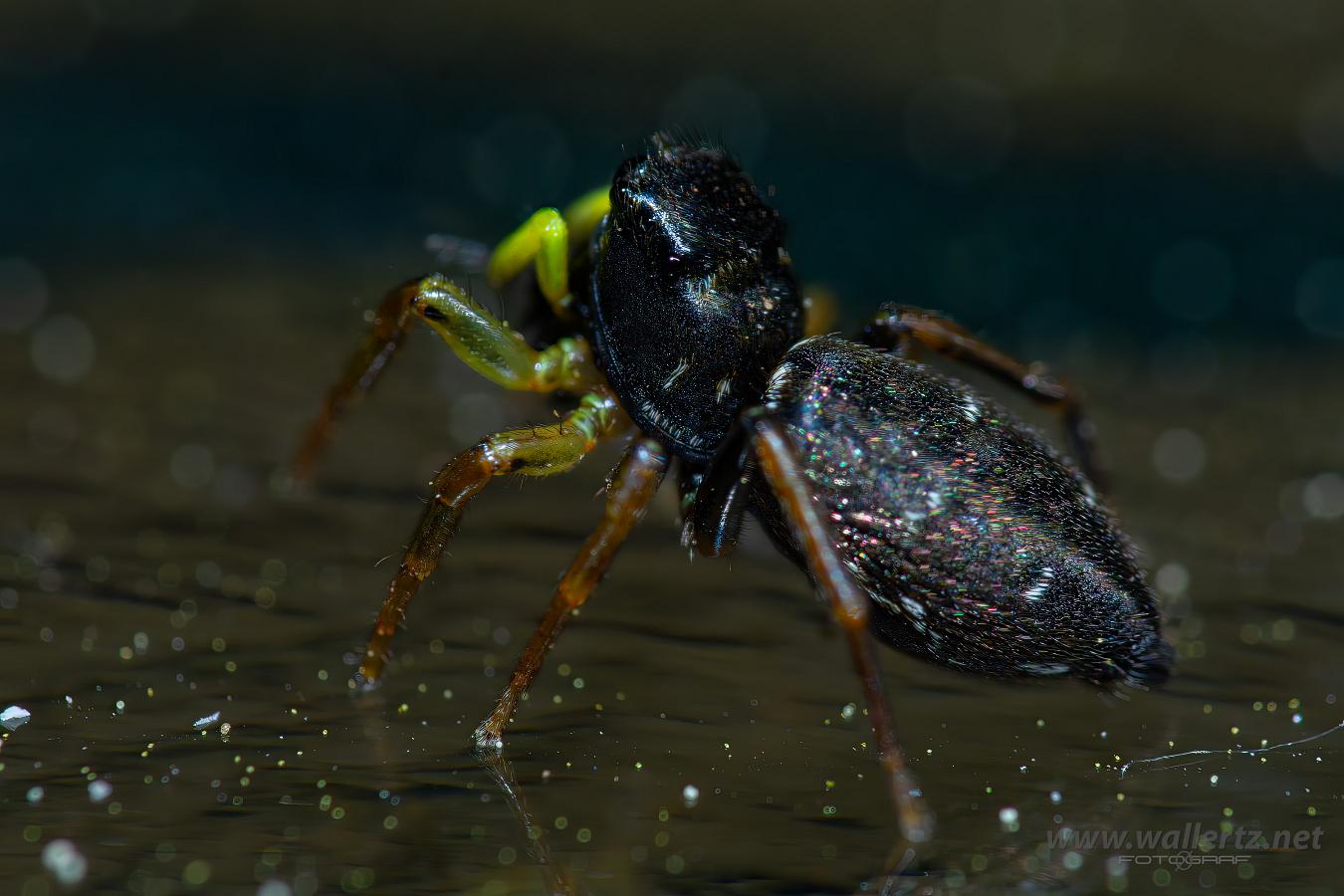 Copper sun jumper (Kopparhoppspindel) Heliophanus cupreus