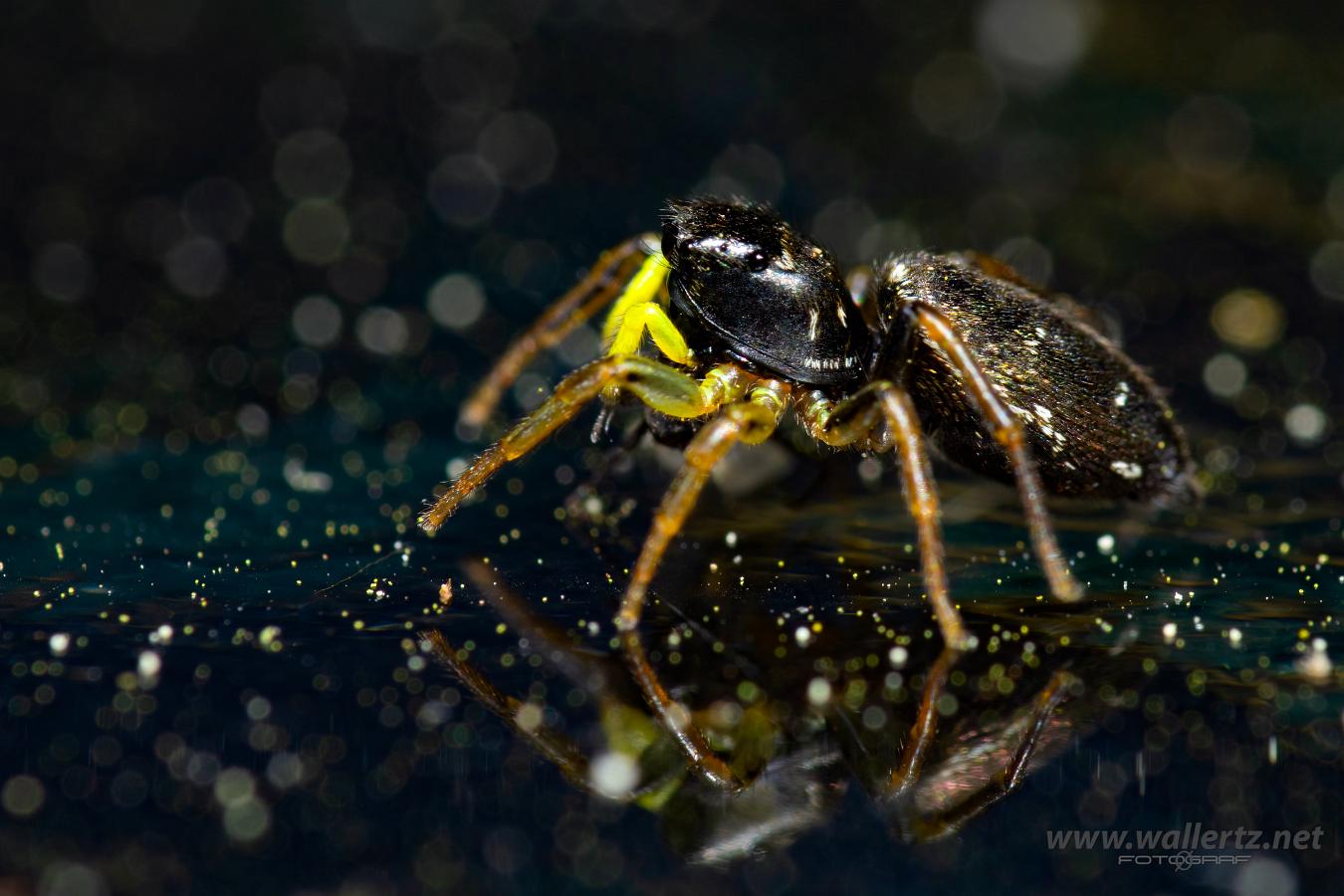 Copper sun jumper (Kopparhoppspindel) Heliophanus cupreus