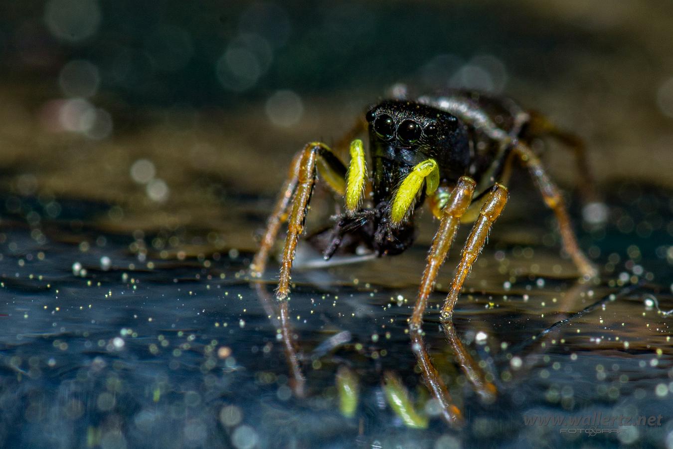 Copper sun jumper (Kopparhoppspindel) Heliophanus cupreus