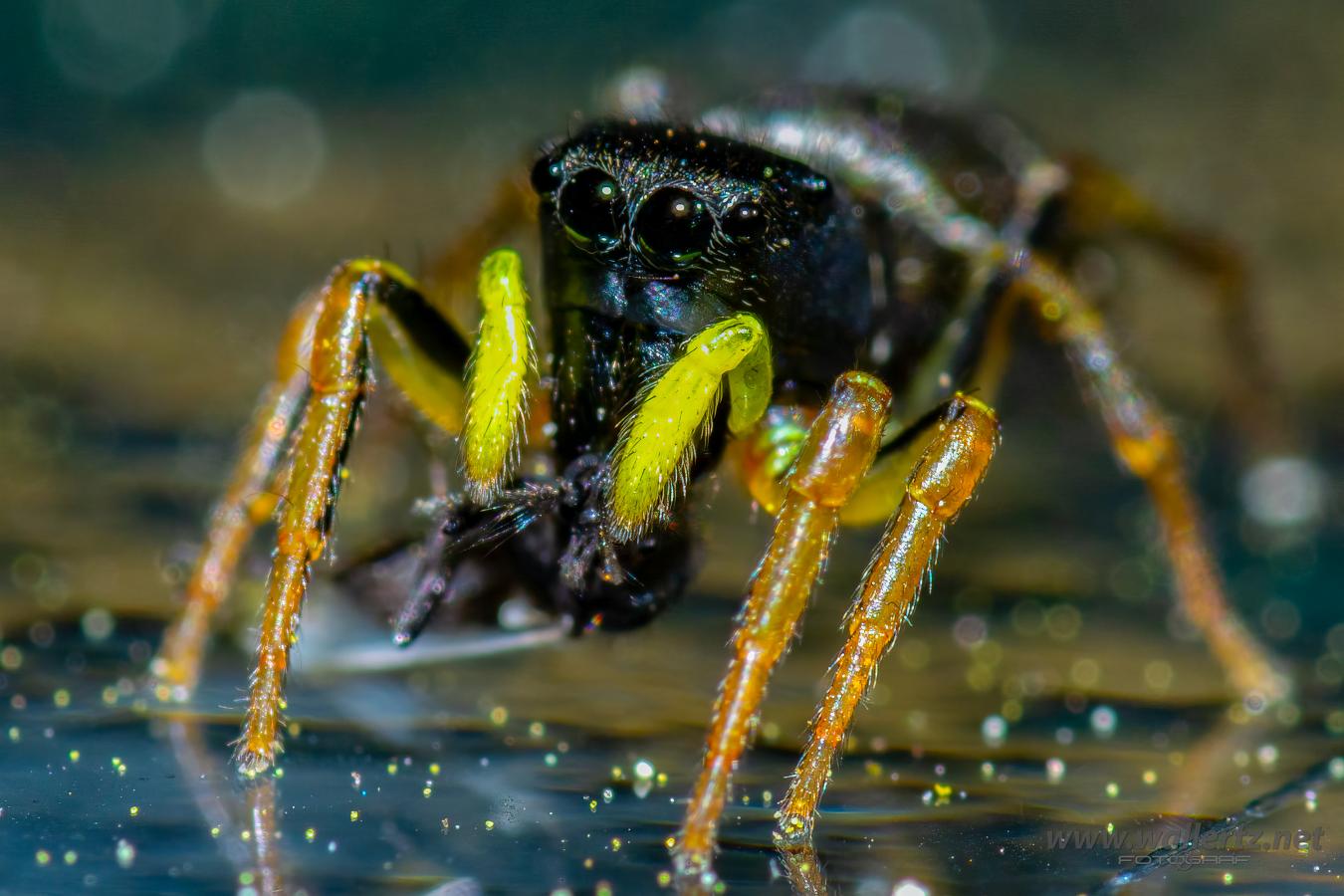 Copper sun jumper (Kopparhoppspindel) Heliophanus cupreus