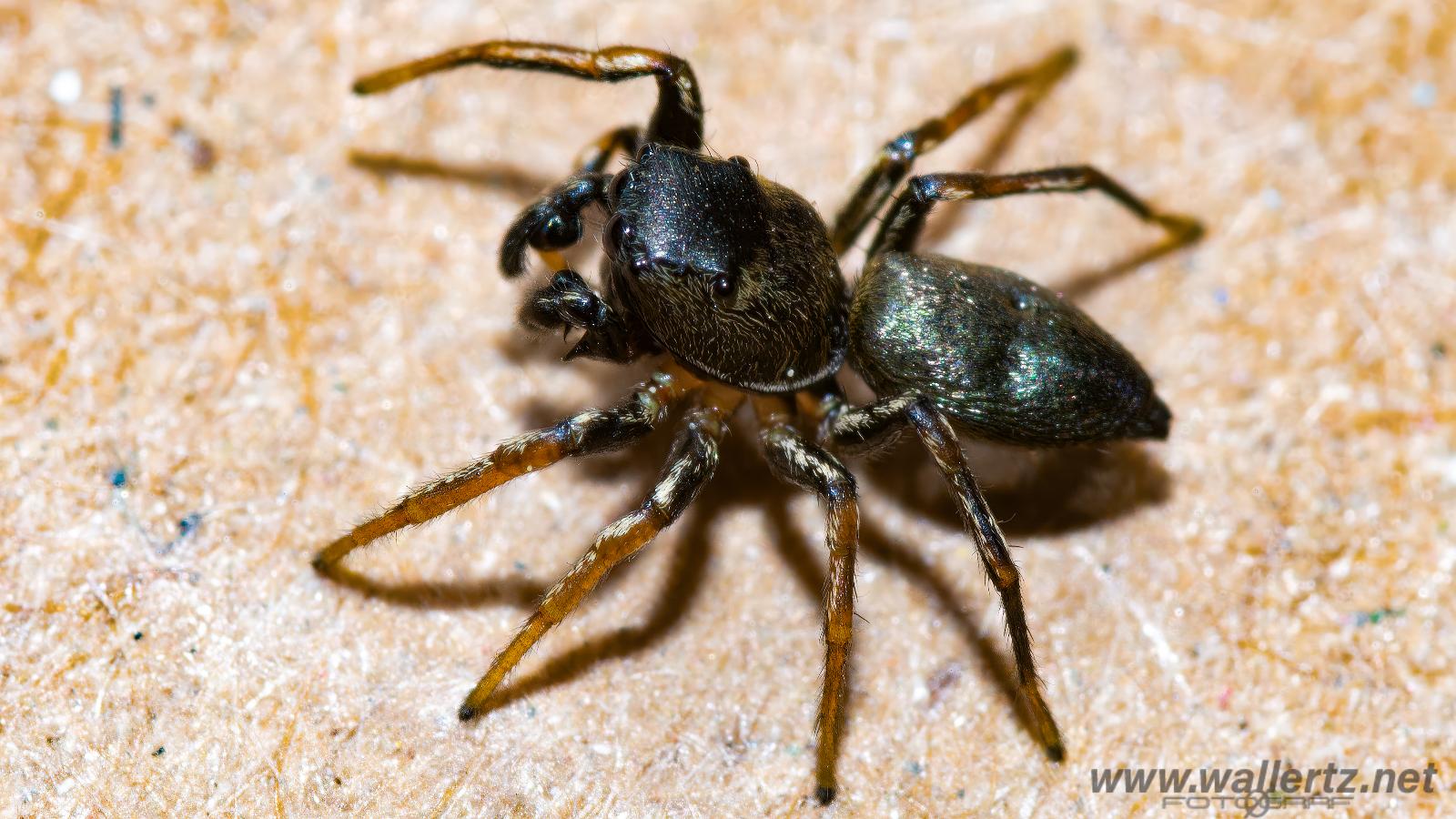 Copper sun jumper (Kopparhoppspindel) male Heliophanus cupreus