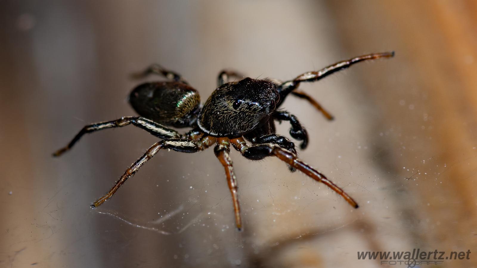 Copper sun jumper (Kopparhoppspindel) male Heliophanus cupreus