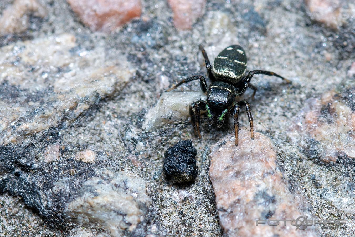 Copper sun jumper female(Kopparhoppspindel hona mörk variant) Heliophanus cupreus