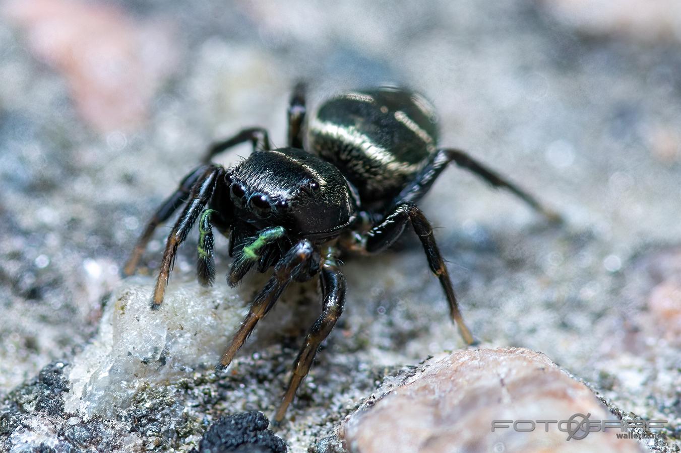 Copper sun jumper female(Kopparhoppspindel hona mörk variant) Heliophanus cupreus