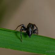 Copper sun jumper (Kopparhoppspindel) male