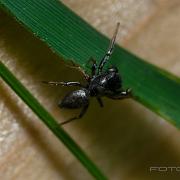 Copper sun jumper (Kopparhoppspindel) male