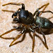 Copper sun jumper (Kopparhoppspindel) male