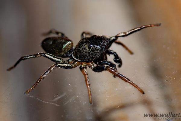 Copper sun jumper (Kopparhoppspindel) male