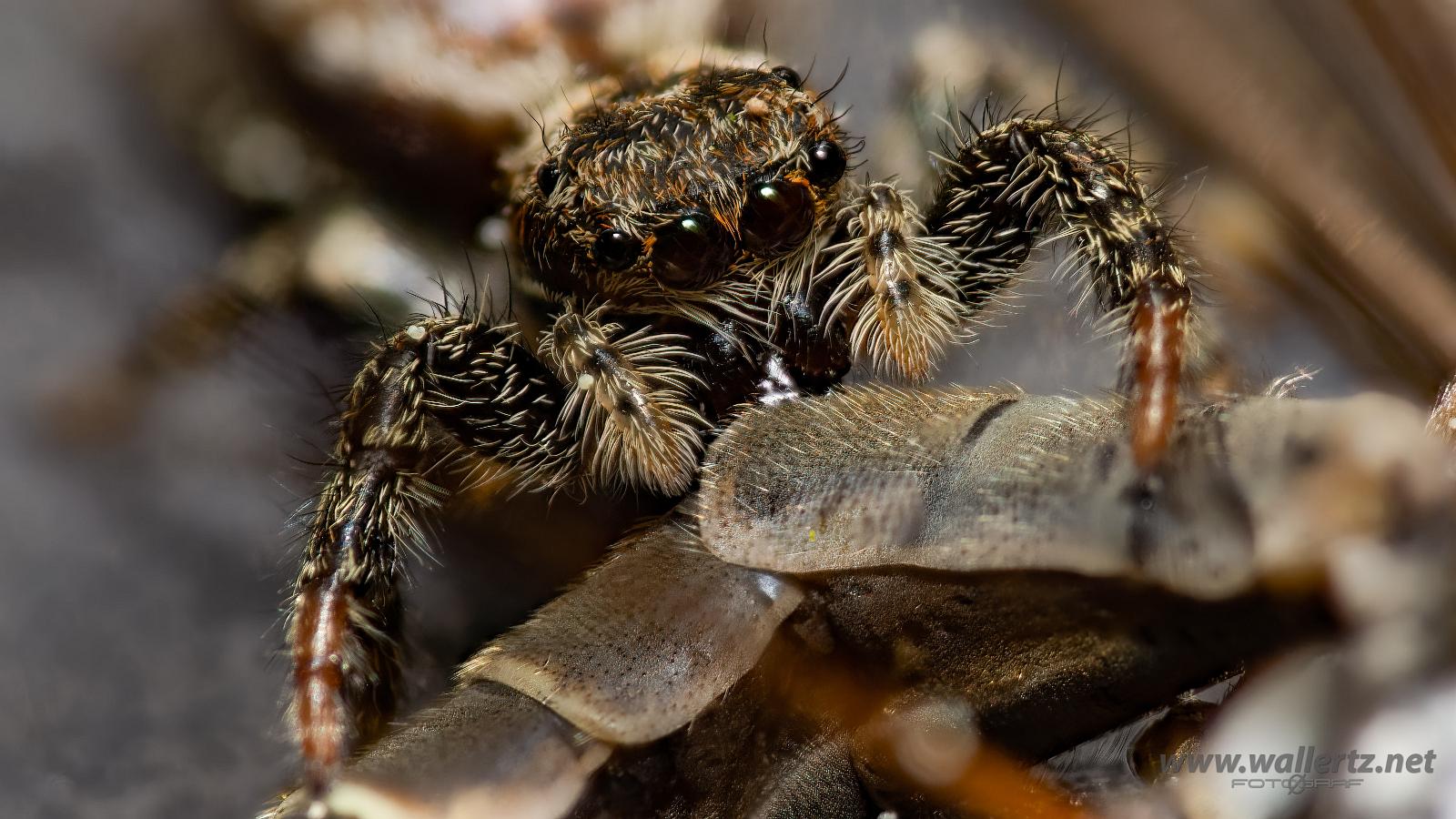 Fencepost jumping spider (Murhoppspindel) Female