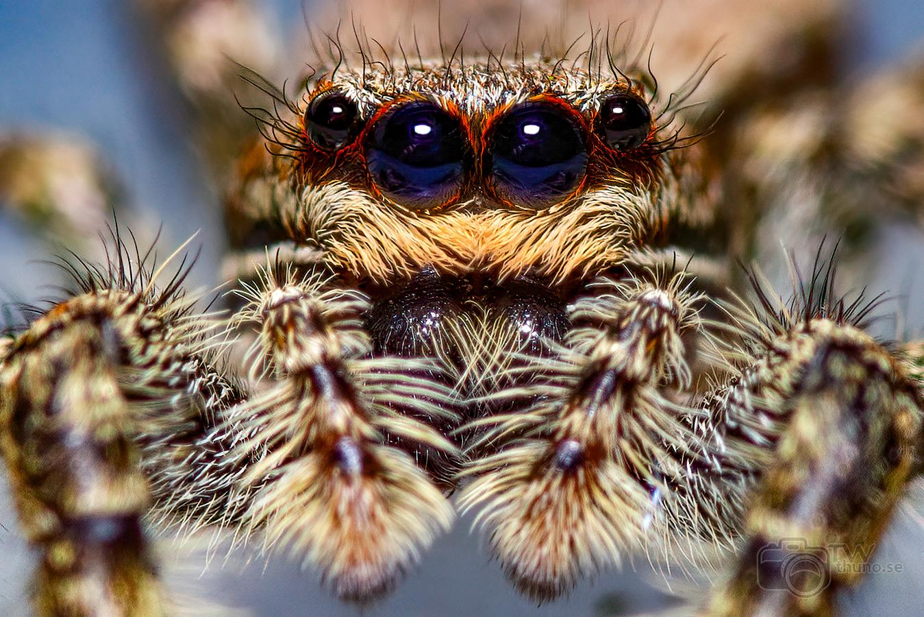 Fencepost jumper (Murhoppspindel) Female