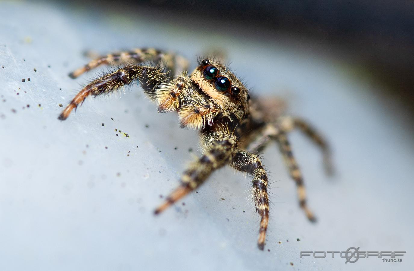 Fencepost jumper (Murhoppspindel) Female