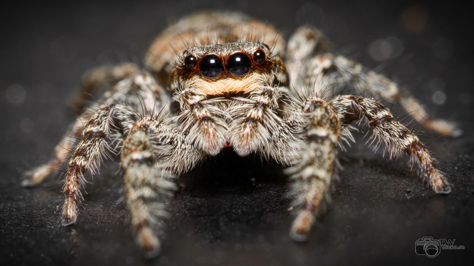 Fencepost jumper (Murhoppspindel) Female