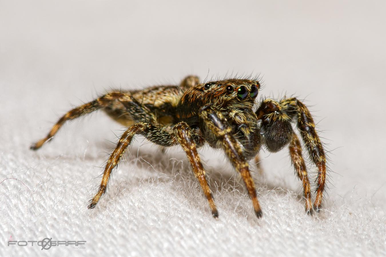 Fencepost jumper (Murhoppspindel) Male