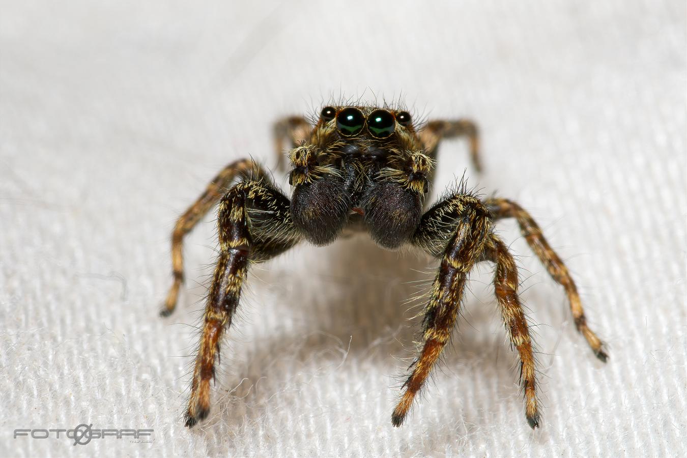 Fencepost jumper (Murhoppspindel) Male