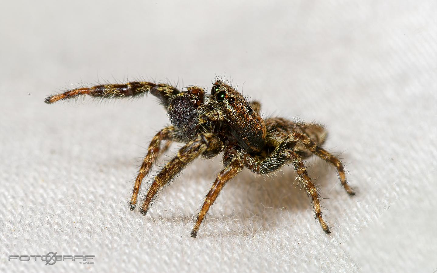 Fencepost jumper (Murhoppspindel) Male