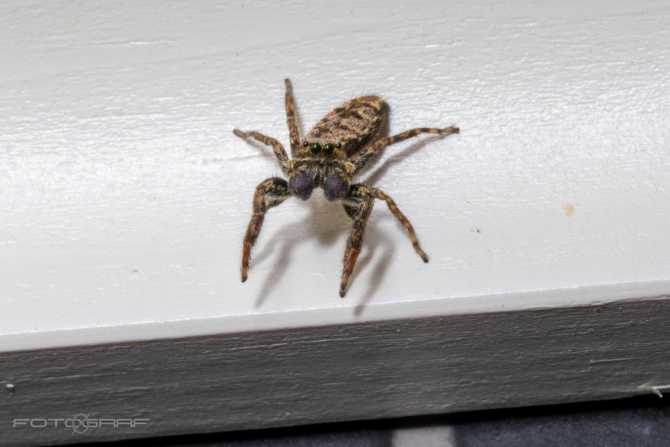 Fencepost jumper (Murhoppspindel) Male