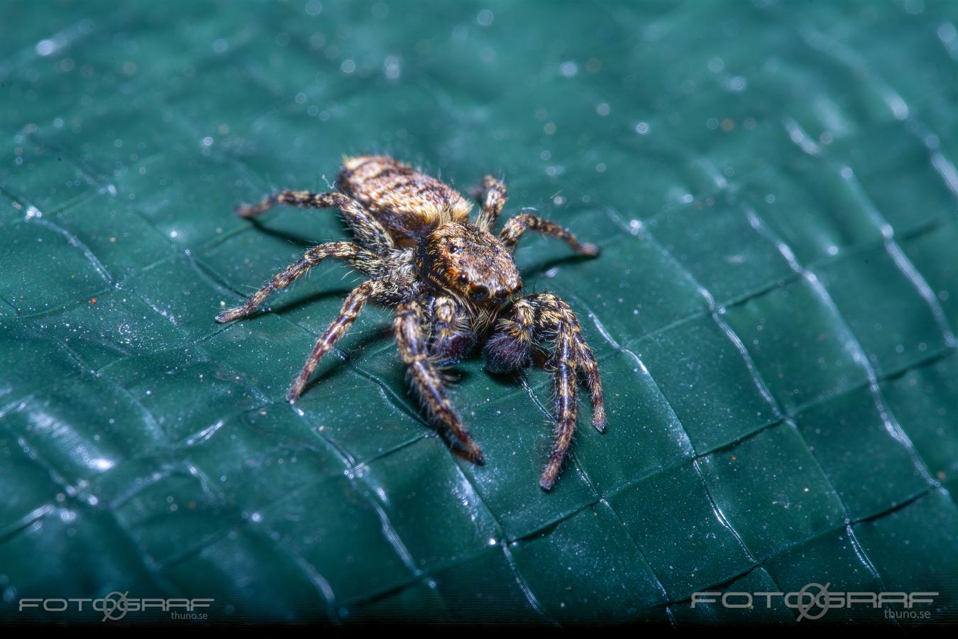 Fencepost jumper (Murhoppspindel) Male