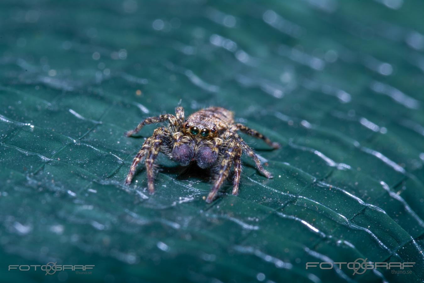 Fencepost jumper (Murhoppspindel) Male