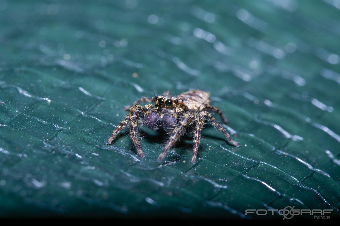 Fencepost jumper (Murhoppspindel) Male