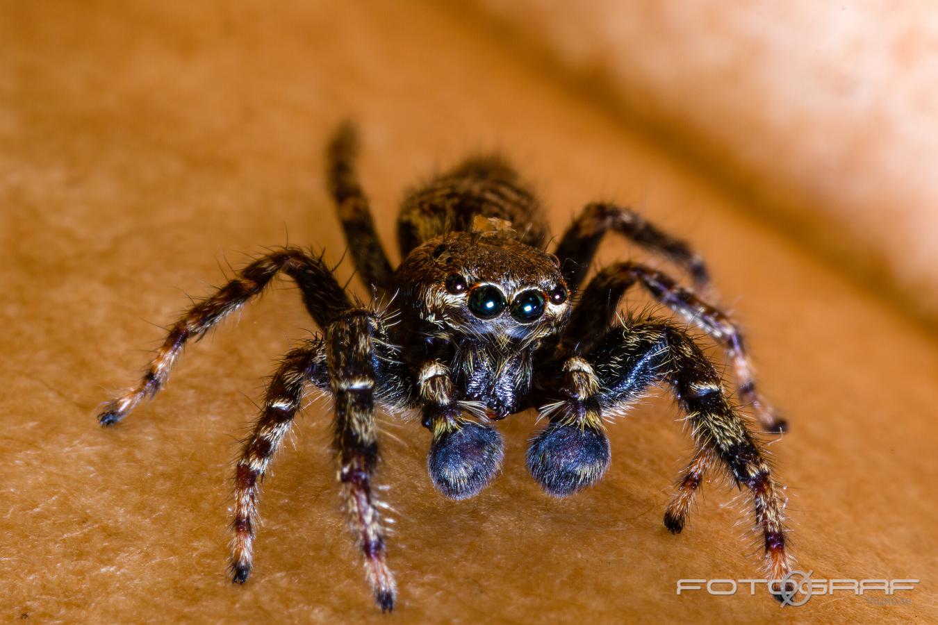 Fencepost jumper (Murhoppspindel) Male