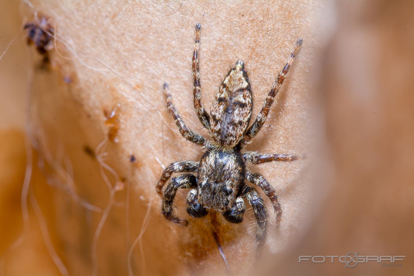 Fencepost jumper (Murhoppspindel) Male