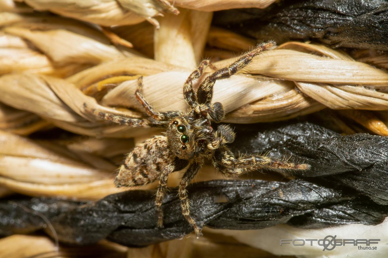 Fencepost jumper (Murhoppspindel) Male