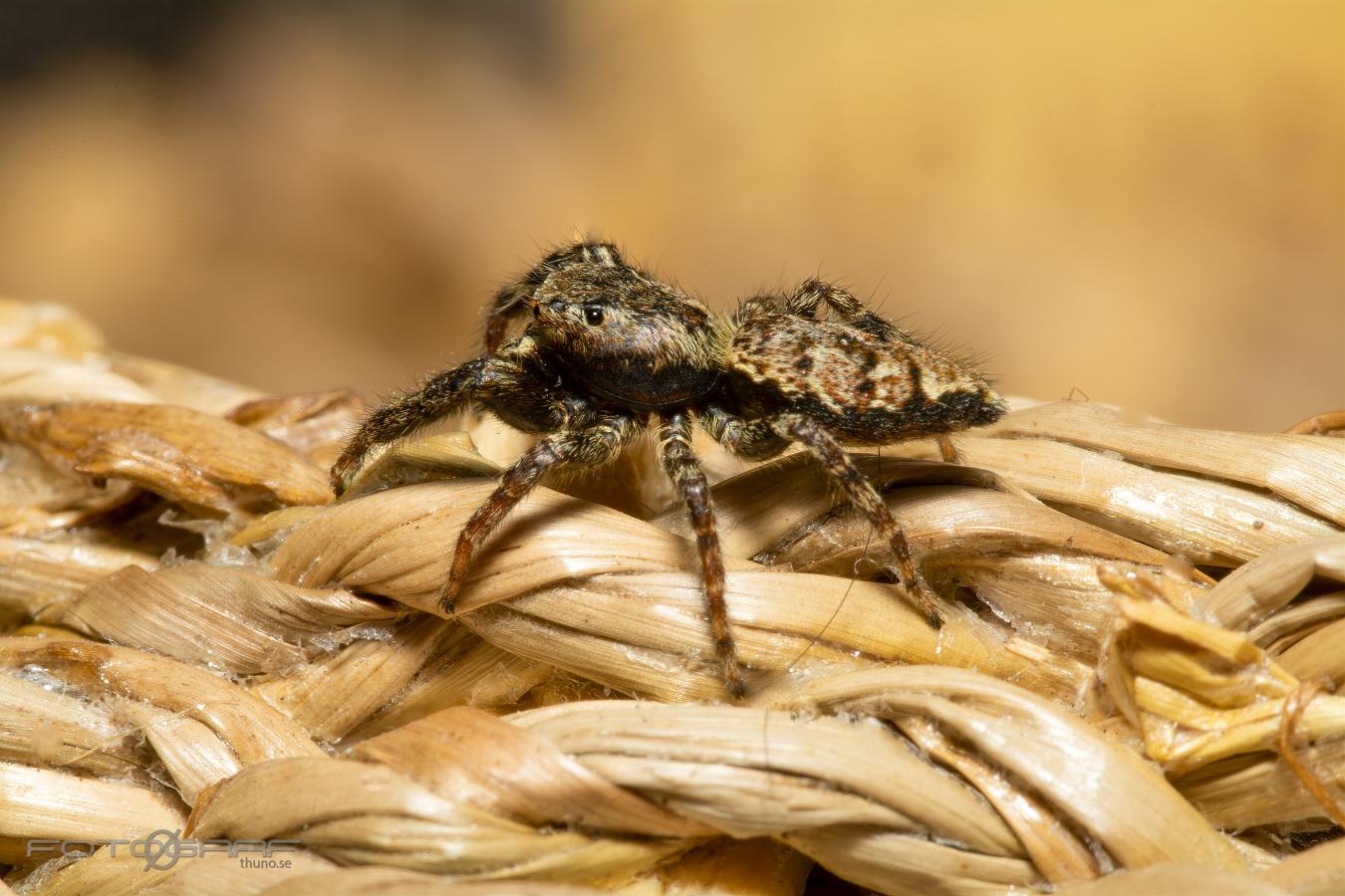 Fencepost jumper (Murhoppspindel) Male