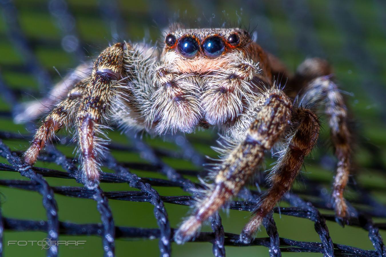 Fencepost jumper (Murhoppspindel) Female