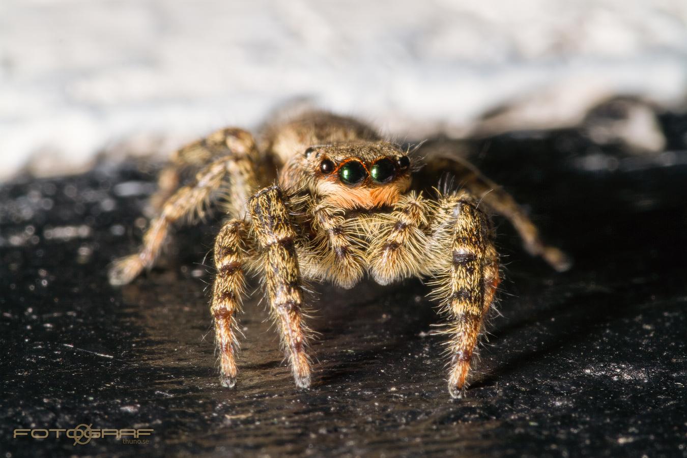 Fencepost jumper (Murhoppspindel) Female