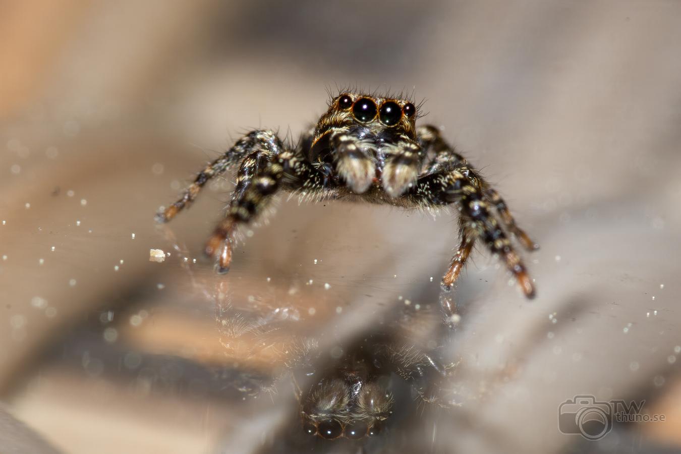 Fencepost jumper (Murhoppspindel) Male