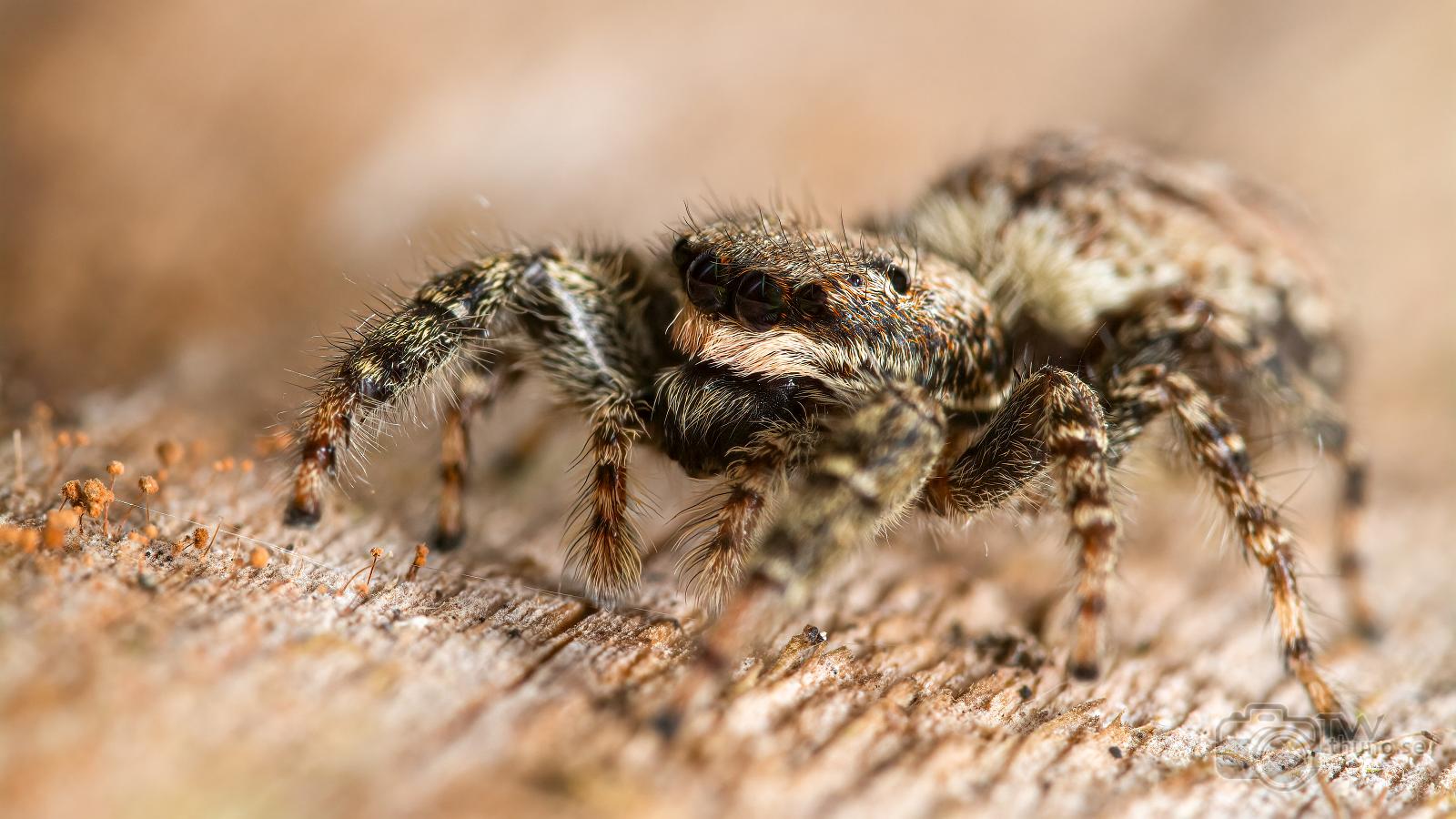 Fencepost jumper (Murhoppspindel) Female