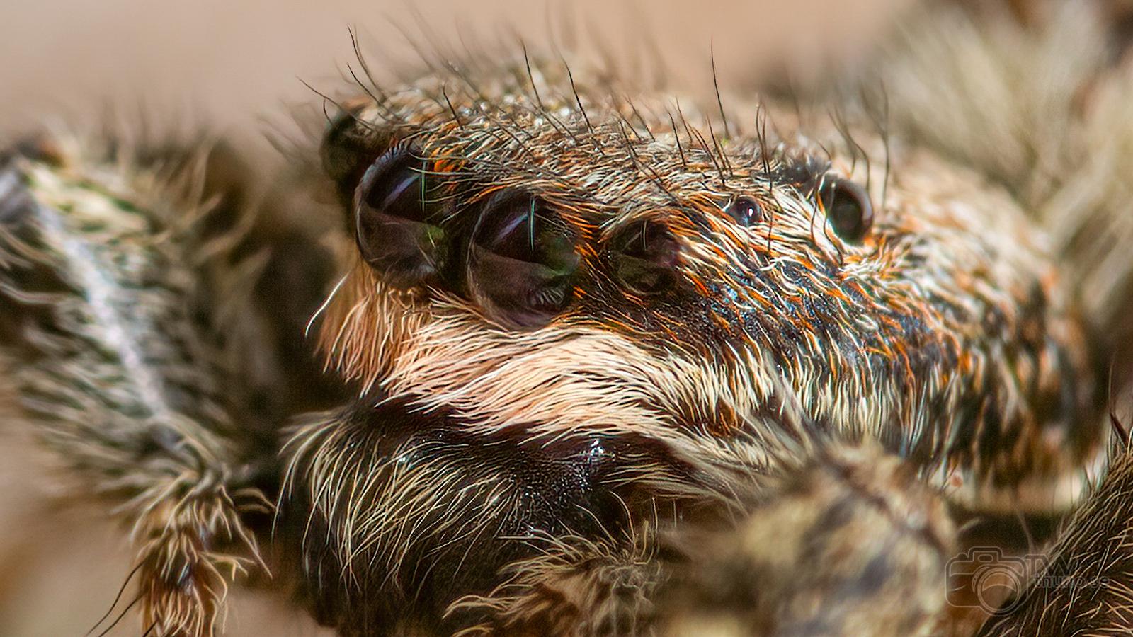 Fencepost jumper (Murhoppspindel) Female