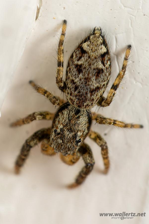 Fencepost jumper male(Murhoppspindel hane)