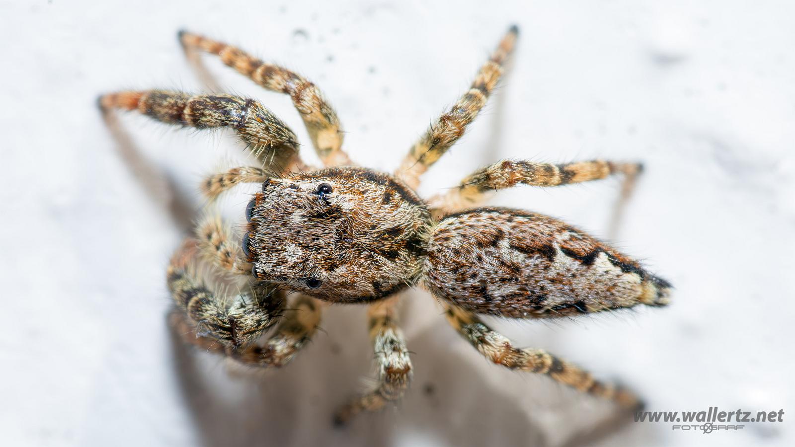 Fencepost jumper Female(Murhoppspindel hona)