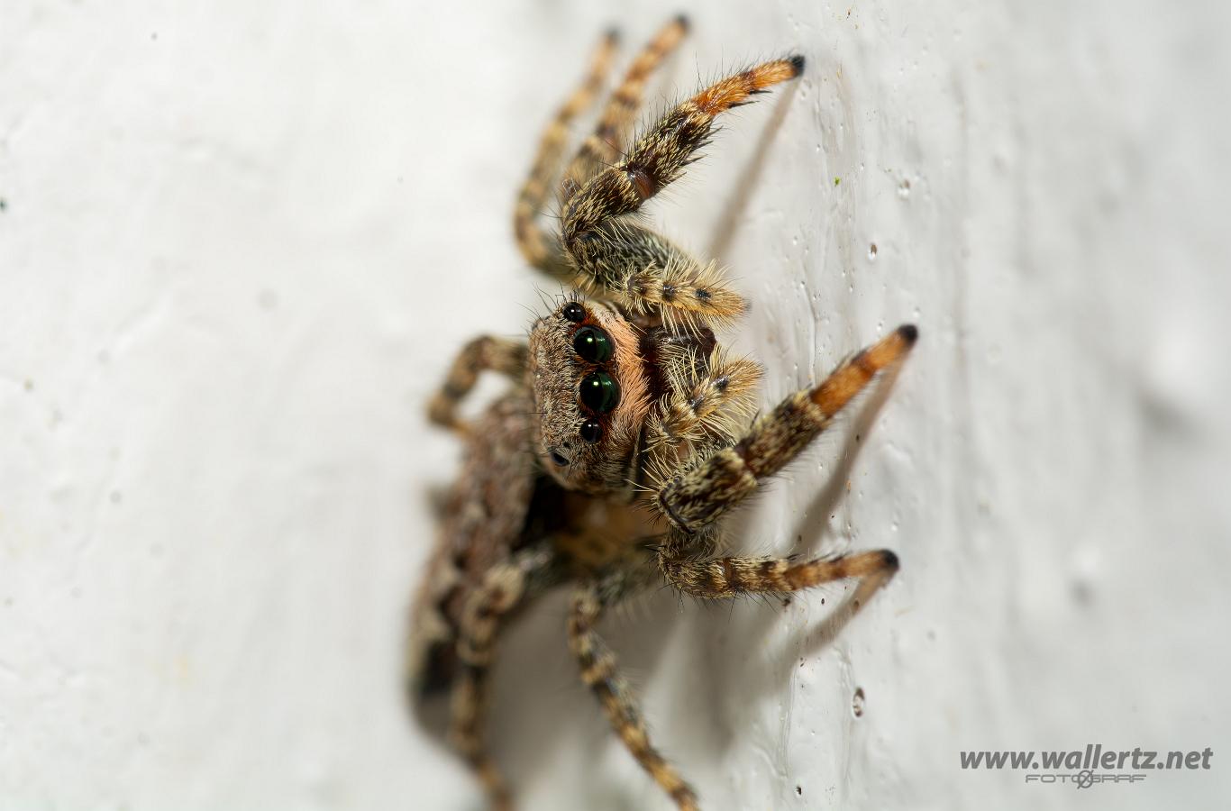 Fencepost jumper Female(Murhoppspindel hona)